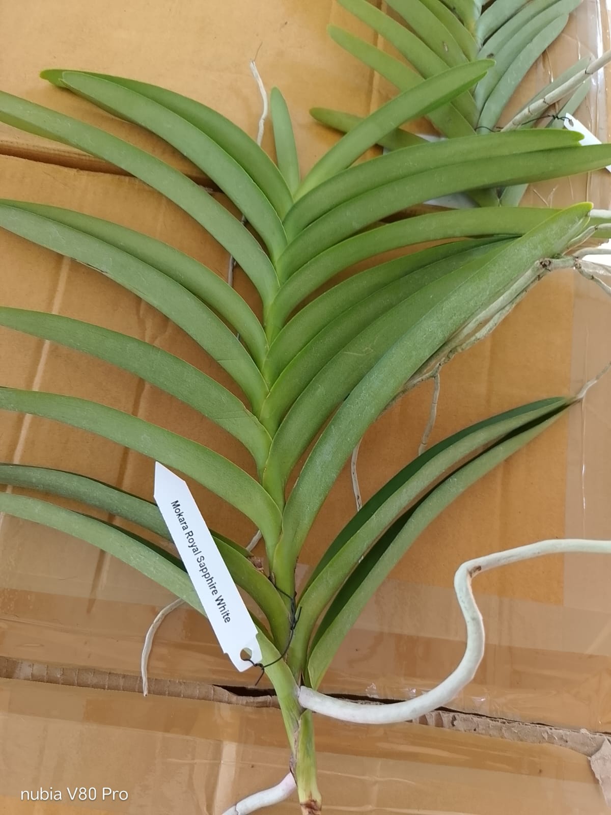 Mokara Blooming Stage image 2