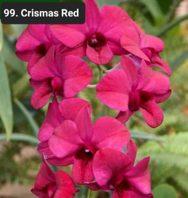 Welcome to CK Orchid